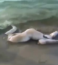 What a Body looks Like after it Washes Ashore 