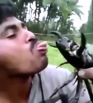 This is Why you dont Play with Scorpions 