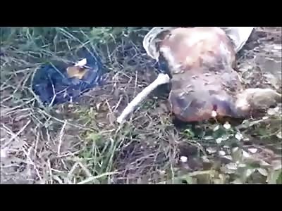 Curious Man pokes a rotten torso with a stick