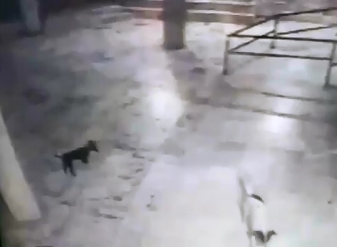 Wild Leopard Attacks a Poor Puppy