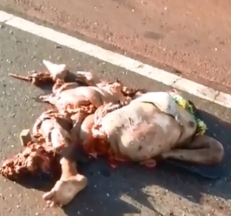 Woman in White Ripped to Absolute Pieces 