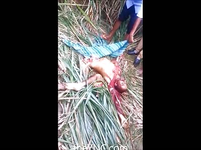 The Final Pieces they Found from a Man Eaten by a Tiger in India 