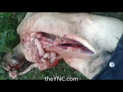 Short Video...Violent Bloody Crime Scene 