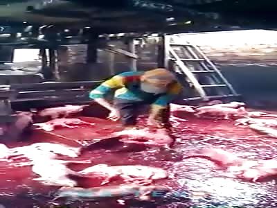 Warning: Animal abuse in the food industry pig