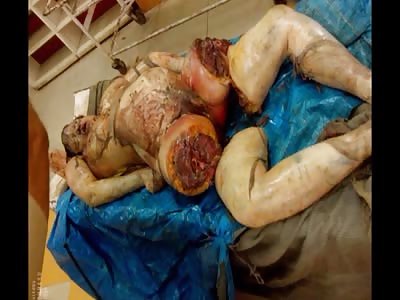 Stars of the YNC #197