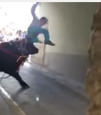 Bull Attacks the Balls