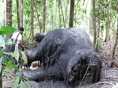 Disgusting rotten elephant found in the woods