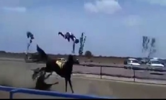 Horrific Horse Accident Sends Jockey Flying and Kills Horse