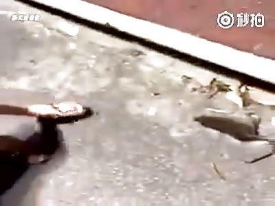 Half Dead Rat Gets Revenge