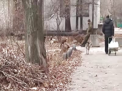 Cats Feasting on Dead Dog