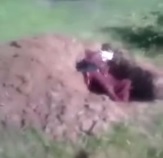 The Cameroon Police and Gendarmes Torturing and Killing Demonstrator