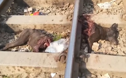 Poor Dog Cut in Half on Train