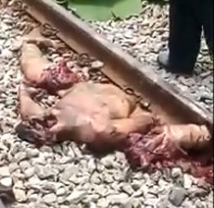 Person Literally Turned in Ground Beef by Train