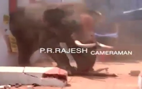 Elephant Gores a man Killing Him .