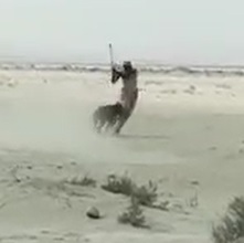 Wild Boar Attacks a person But Ends Up Getting Killed 