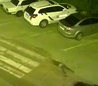 Pedestrian Killed Check out the Blood Skid in the Top Right