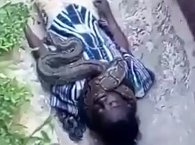 Snake Death by Constriction 