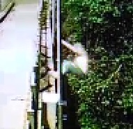 Suicide Jumper Leaps... But Makes Sure he Throws his Backpack Too