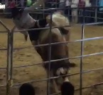 Guy Killed By Bull Stomping his Skull.... Bull Wins!