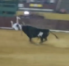 Bull Turns White Shirt Dude into Human Ragdoll