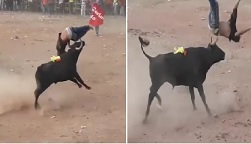 Bull Zeros in On this Poor Fucker