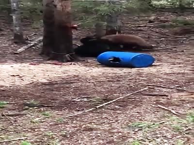Mama Bear Comes To The Rescue Of Her Cub 