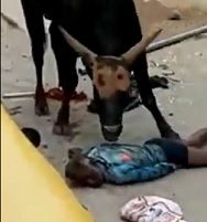 This Bull Doesn't Fuck Around.