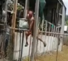 Lemon Thief Meets Electric Fence!