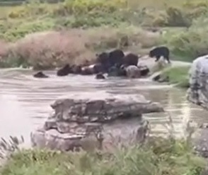 Zookeeper Eaten by Pissed off Captive Bears.