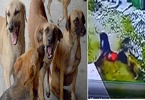 8 Year Old Boy Bitten by Stray Dogs