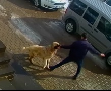 Stray Dog is Hungry....