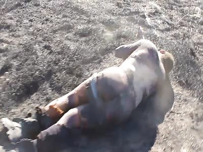 DEAD UKRAINIAN SOLDIER