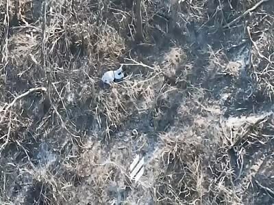 Destroyed Fagners in Bakhmut 