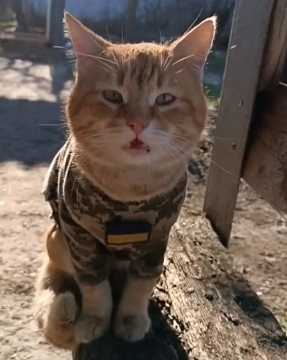 Ukraine Death Comp XIII