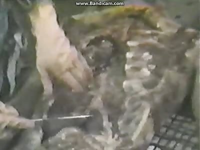 Classic Autopsy (1987)