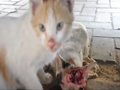 Cannibal Cat ( delicious brain )