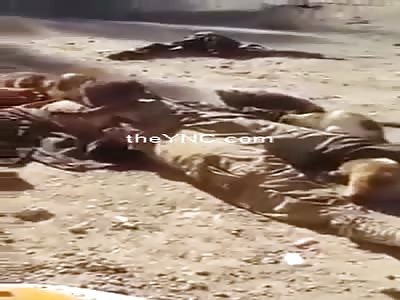 Body Of A Member Of Deash Is Eaten By A Dozen Cats