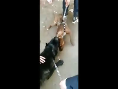 Pitbull Having a Bad Time With Its Neck Pierced by Stronger Jaws