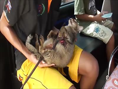 The Cat Impaled An Iron Bar Of A Fence On His Stomach