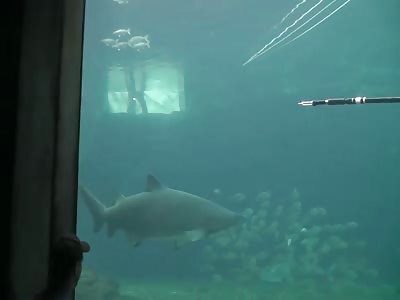 BLOODY SHARK ATTACK CAUGHT ON VIDEO (WITH AFTERMATH)
