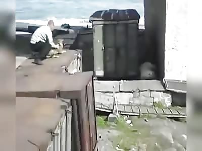 MAN THROWS A DOG TO A POLAR BEAR 'to distract it from attacking a woman'