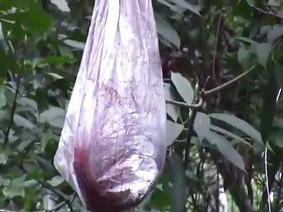 HEAD IN A PLASTIC BAG, MUTILATED BODY THROWN TO THE GROUND