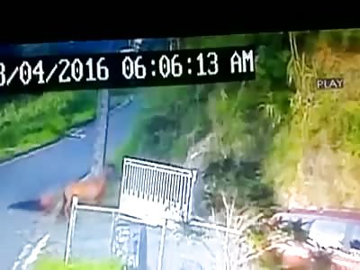 WTF!!! MAN AND HORSE FALL OF RAVINE