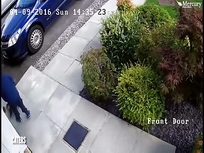 BOY, 5,  HURLING CAT INTO BUSH AND AIMING KICKS UNTIL MOGGIE FIGHTS BACK