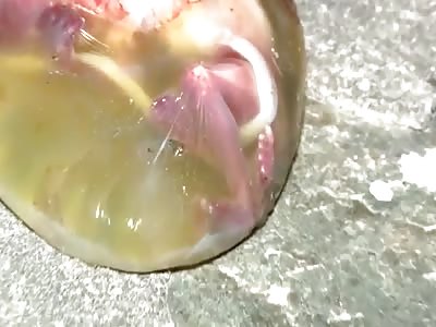 CONGRATULATIONS TO DADDY AND MOMMY. IT'S A BOY!