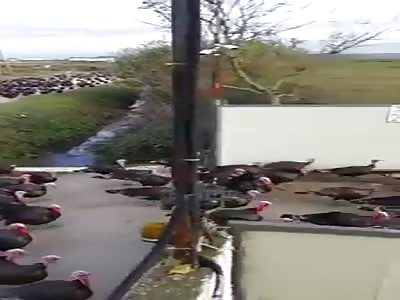 NOISY PROTEST AGAINST CHRISTMAS DINNER