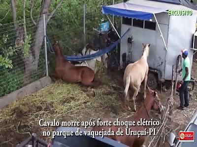 POOR HORSE DIED DUE TO A ELECTRIC SHOCK