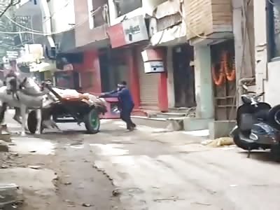 BRAINLESS PEOPLE AND A HORSE IN TROUBLE