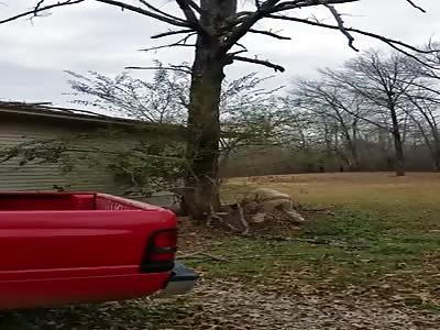 TREE CUTTING FAIL, TRUCK PAYS PRICE