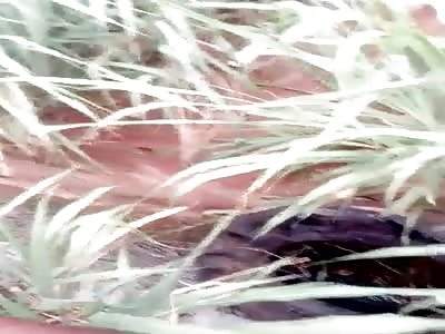 THE FIRE AND TIRE GAME